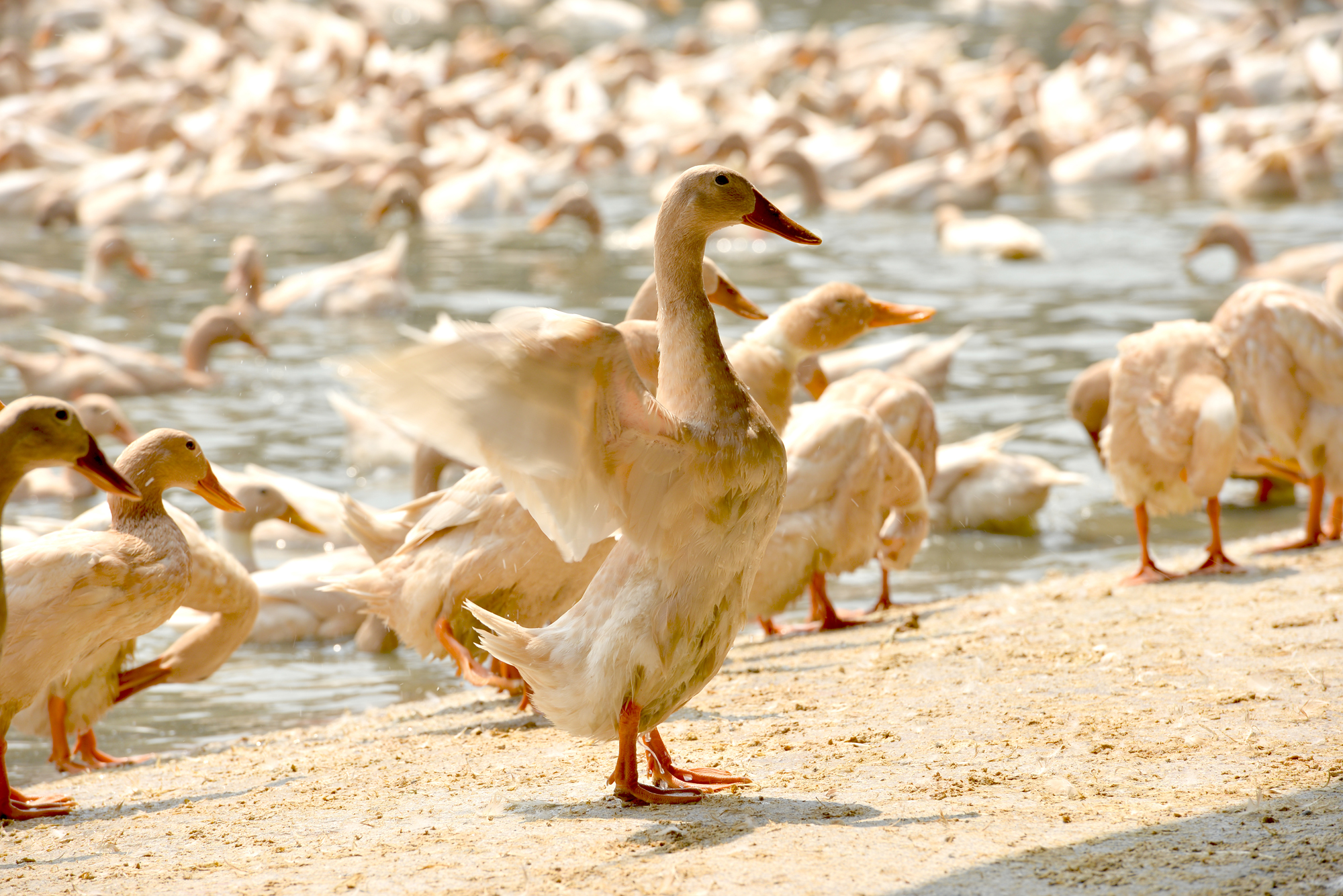 Agricultural Technology Research Institute Approved--Duck Related Feed