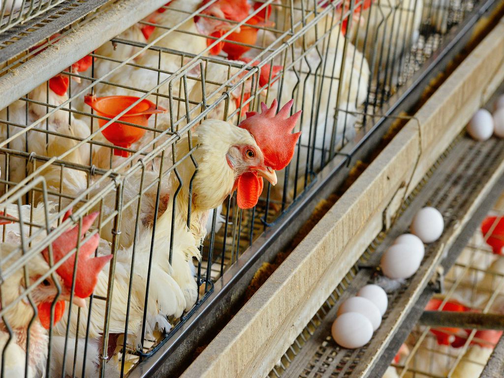 Feed Products –Layer feed for Chicken