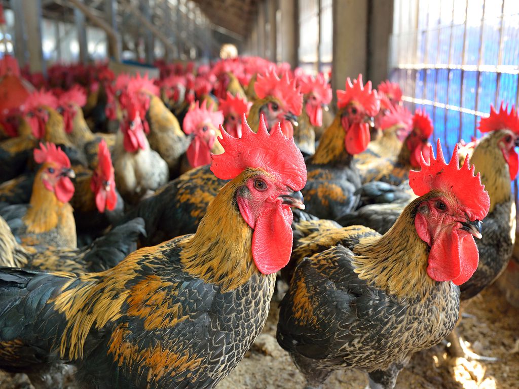 Feed Products—Local Poultry feed